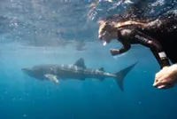 Swimming with the world's largest fish, the whale sharks of Australia