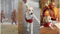 Aloka, the stray dog in India who walked 100 days for peace
