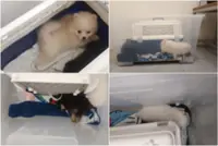 16 weeks’ jail for man who smuggled five Pomeranian puppies from Malaysia into Singapore in car boot