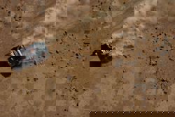 Rallying-Ekstrom wins Dakar stage 11 as Al-Attiyah stays on top