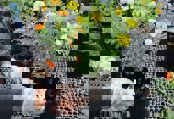 IWK’s biosolids fertiliser gets green light under Shariah law