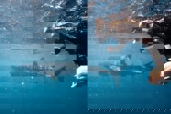 Swimming with the world's largest fish, the whale sharks of Australia