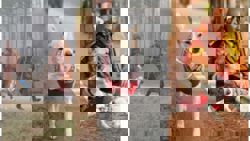 Aloka, the stray dog in India who walked 100 days for peace