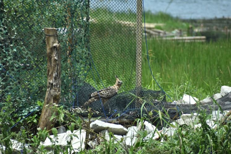 Path to recovery: A Javan hawk-eagle has been kept as a pet for about a year before undergoing rehabilitation at the Mt. Gede Pangrango National Park since late September. -- PILI Green Network/Wawan Harahap