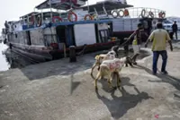 Indonesia tightens animal checks to prevent PPR virus entry