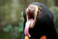 Sun bear stirs fears in Kampung Durian Mentangau, Dungun