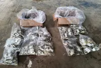 GOF seizes crocodile parts worth RM20,000 in joint ops, one arrested in Perak