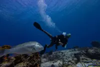 UN biodiversity treaty enters into force, aims to protect 30% of oceans by 2030