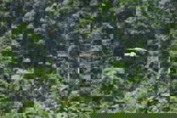 Indonesia's national bird the Javan hawk-eagle under pressure as forests in the country disappear