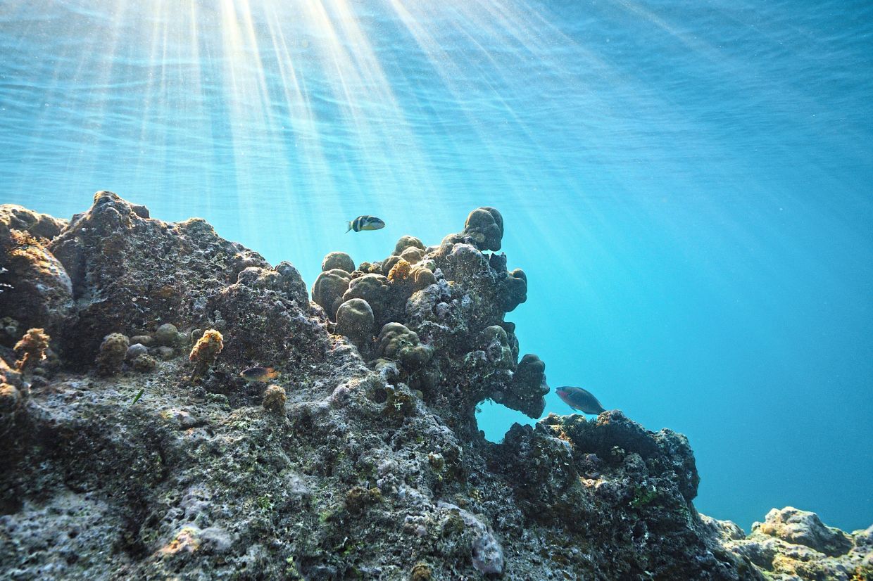 Long-awaited UN biodiversity treaty enters into force