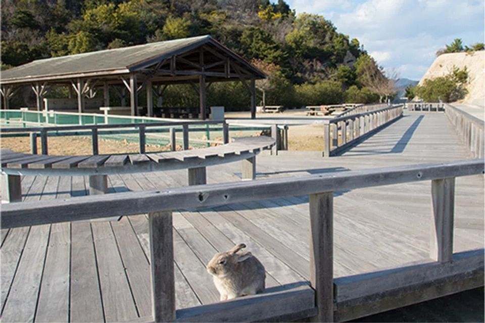 Japan’s ‘rabbit island’ considers introducing tourist tax following increased littering