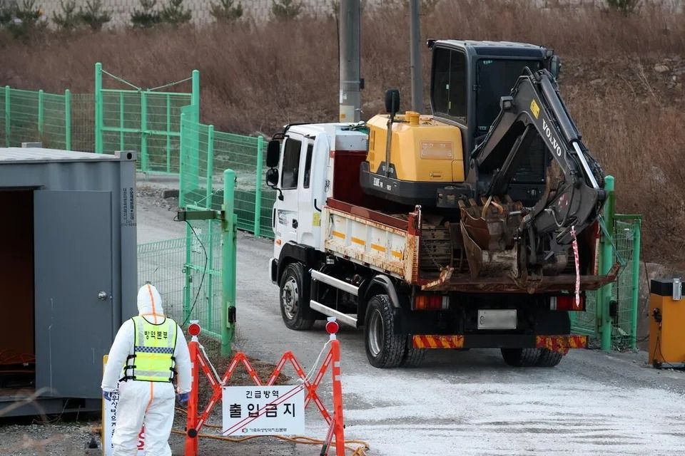 South Korea reports first African swine fever case in two months; authorities cull thousands of pigs
