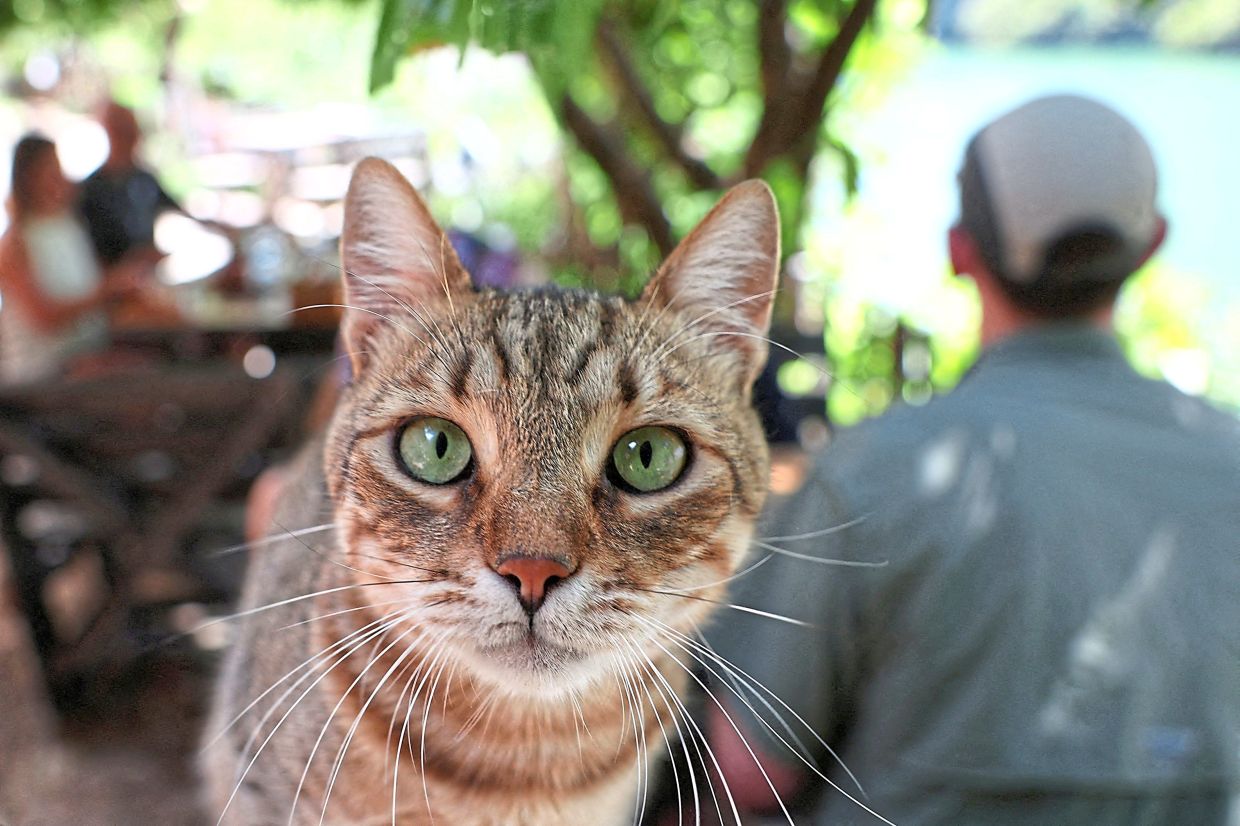 Despite their popularity as pets, the history of cat domestication has remained difficult for scientists to decipher.