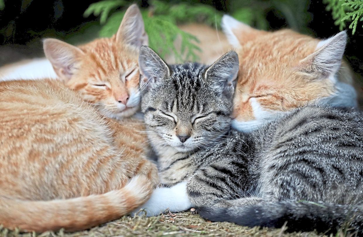 The study suggests that there is not a single core region of cat domestication; several regions and cultures in North Africa played a role.