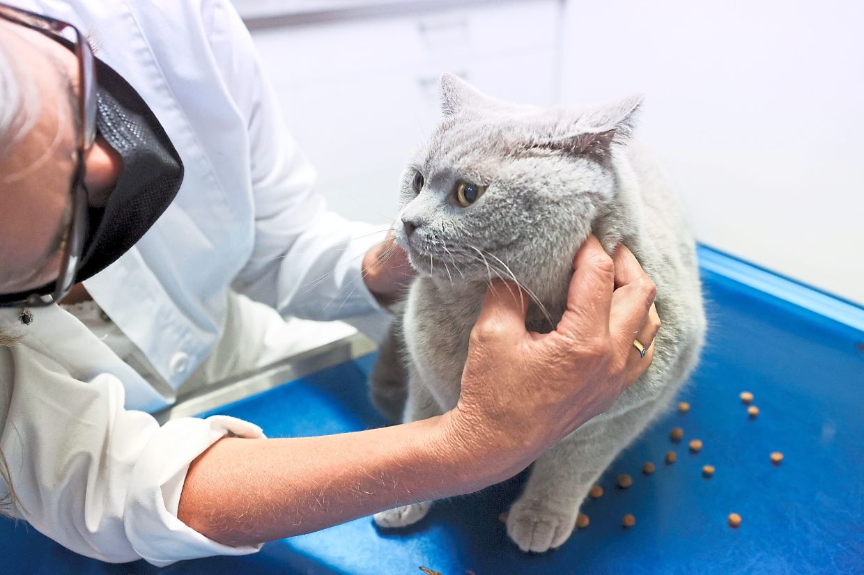 Bird flu does not only affect birds. Cats and dogs roaming the outdoors in areas close to the outbreak can also become infected. — KAROLIN KRAMER/dpa