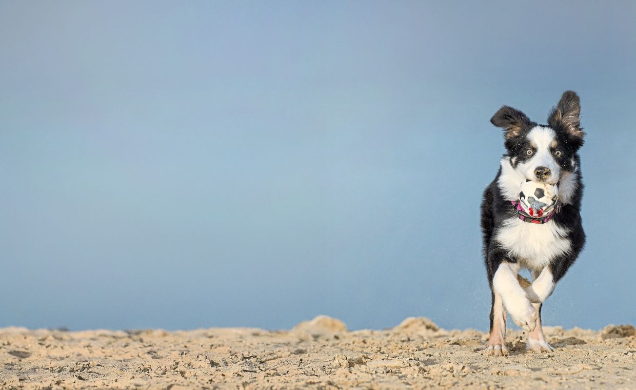 How smart hounds learn: Some dogs can learn new words just by eavesdropping