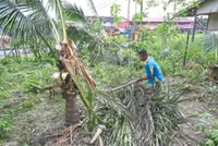 Villagers on alert as sun bear roams near homes