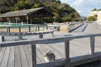 Japan’s ‘rabbit island’ considers introducing tourist tax following increased littering