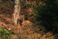 ‘Tiger Tiger, burning bright’: The scourge of AI-generated wildlife videos in India