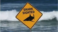 12-year-old boy bitten by shark at Sydney Harbour beach