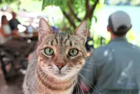 ‘Furry trailblazers’: Genome study reveals milestone in history of cat domestication