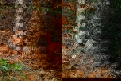 ‘Tiger Tiger, burning bright’: The scourge of AI-generated wildlife videos in India