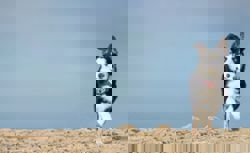 How smart hounds learn: Some dogs can learn new words just by eavesdropping