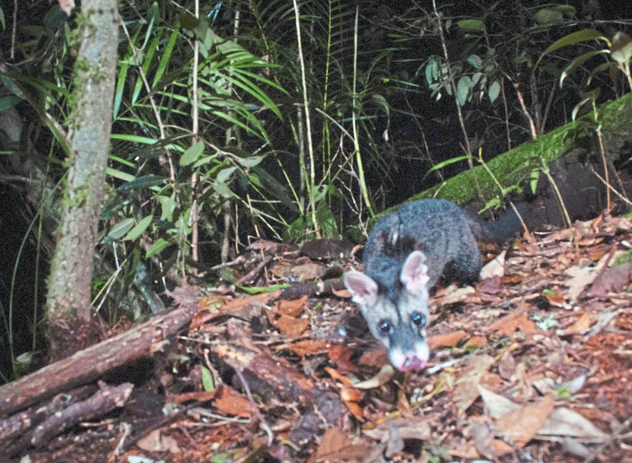 Sabah’s wild secrets still unfolding