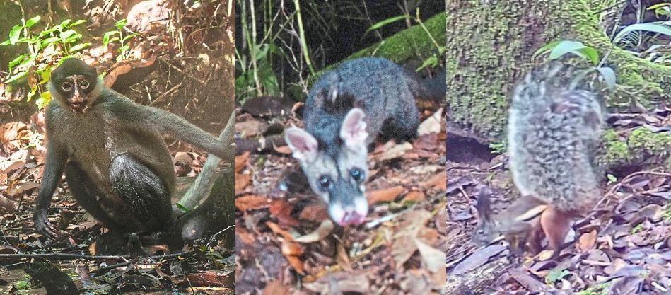 Natural wonders: (From left) The Hose’s langur, Hose’s civet and tufted ground squirrel are among the rare species recently recorded in Sabah. — Photos courtesy of 1StopBorneo Wildlife
