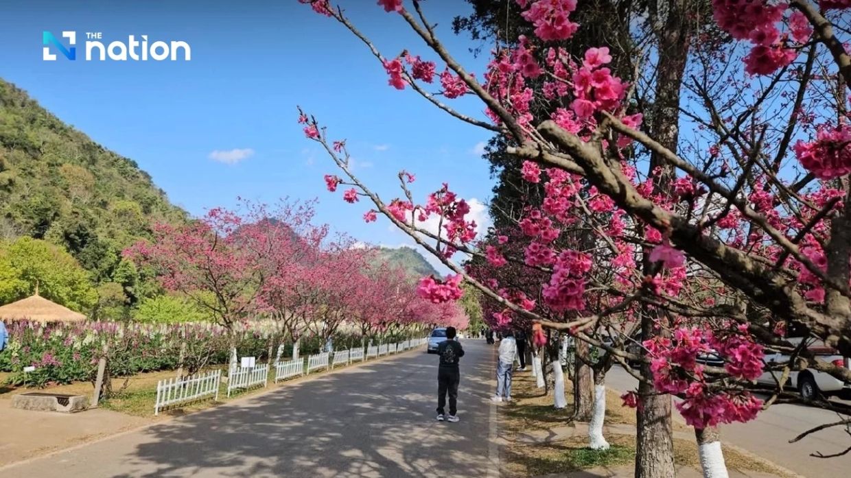 Chiang Mai puts on show of genuine Japanese sakura in full bloom