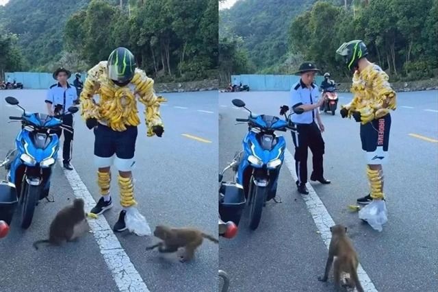 Foreign tourist wraps bananas around body to feed wild monkeys in Danang, Vietnam