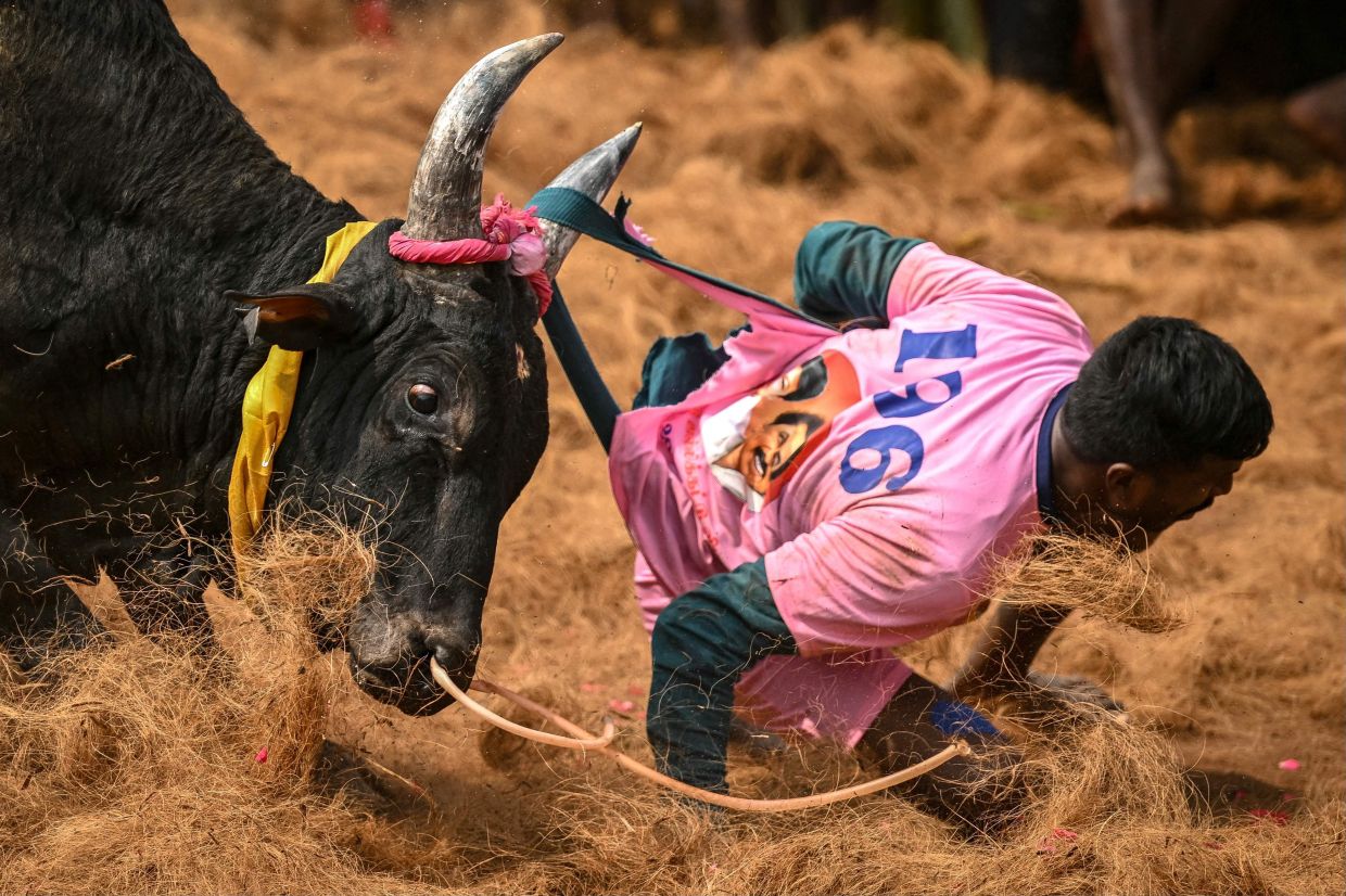 Risking death, Indians mess with the bull at annual Pongal festival