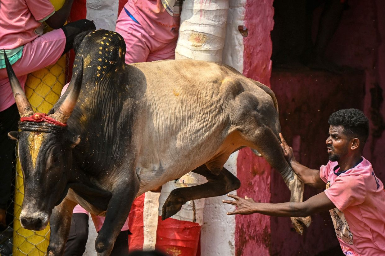 Bull wrestler Saravanan in action during the annual bull-taming 'Jallikattu' festival in Palamedu village. - AFP