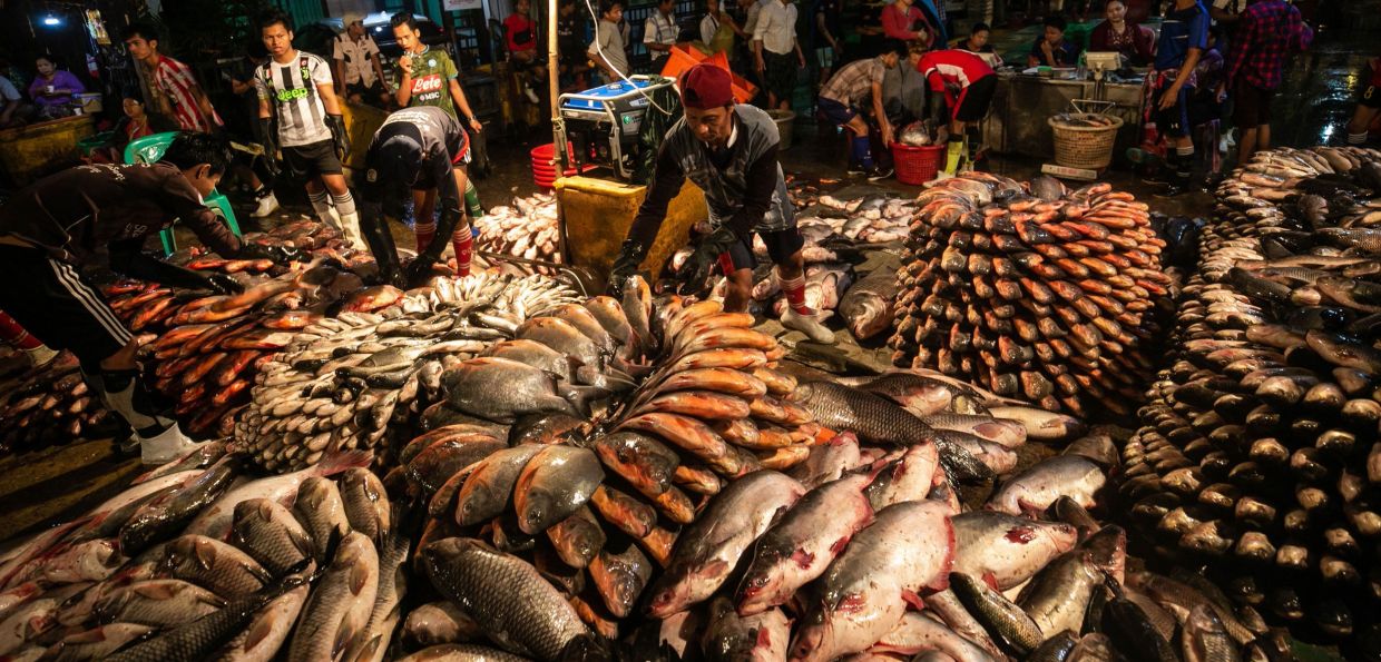 A growing income: Myanmar exports over 320,000 tons of fishery products in nine months