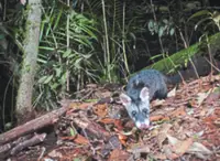 Sabah’s wild secrets still unfolding