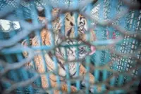 Tiger tasked with saving species