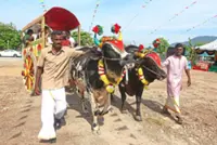 Cattle lies at the heart of Ponggal celebration