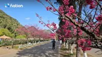 Chiang Mai puts on show of genuine Japanese sakura in full bloom