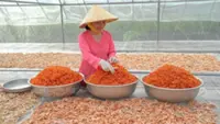 Vietnam's Ca Mau Province dried shrimp producers busy with Tet demand