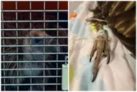 Himalayan vulture rescued by ACRES dies after condition deteriorated quickly