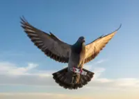 QuickCheck: Did a company once prove that a pigeon was faster than its internet service?