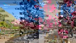 Chiang Mai puts on show of genuine Japanese sakura in full bloom