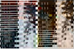 Himalayan vulture rescued by ACRES dies after condition deteriorated quickly