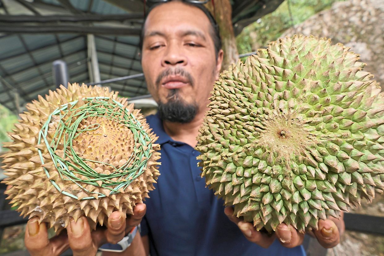 The Black Thorn (right) has a prominent dot at the base resembling a thorn, while Musang King (left) has a flat crown and vertical seams running down to a distinct five-point star at the base.