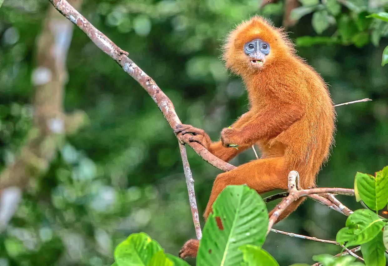 Red langur in population decline.