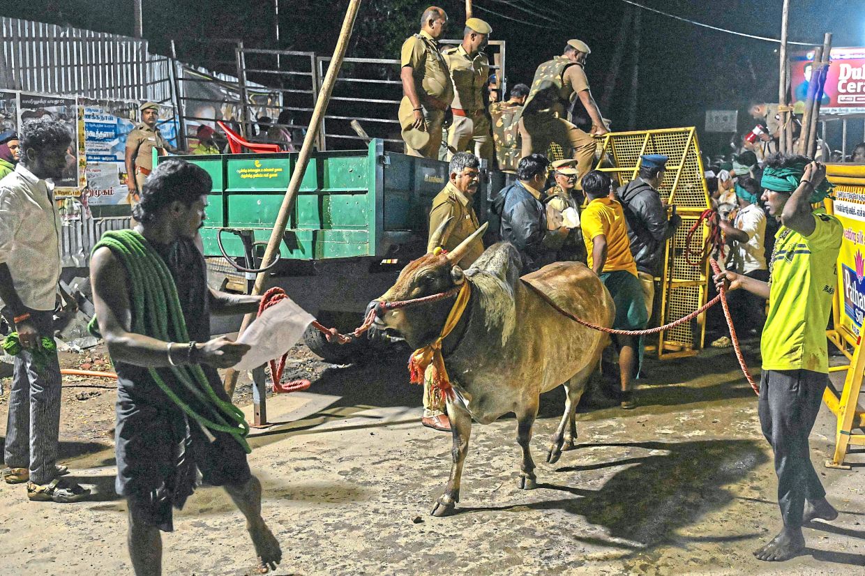 People arriving with their bull at the venue in Avaniyapuram. — AFP