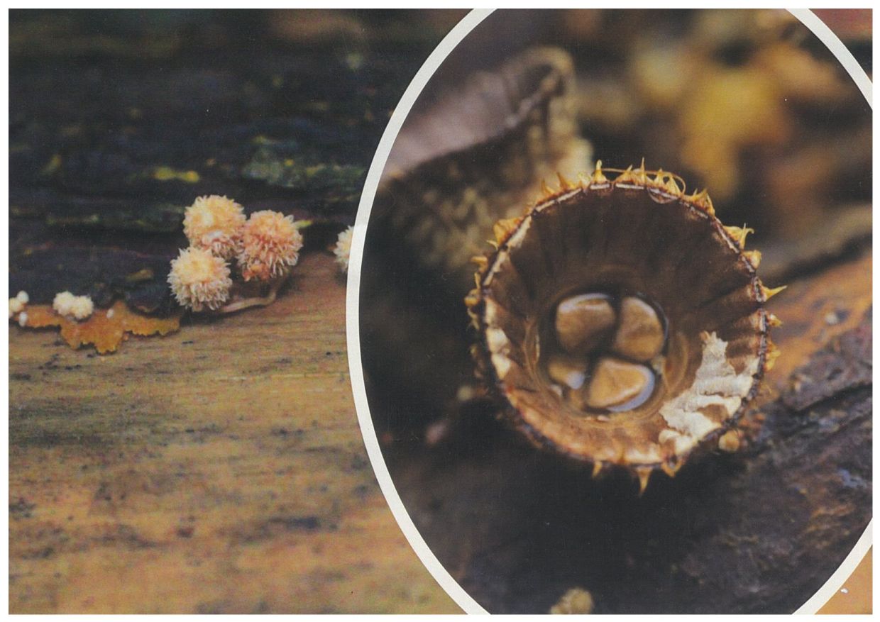 The Cyathus species.Fungi plays an important role in the Lenggong Valley ecosystem. — Pewaris