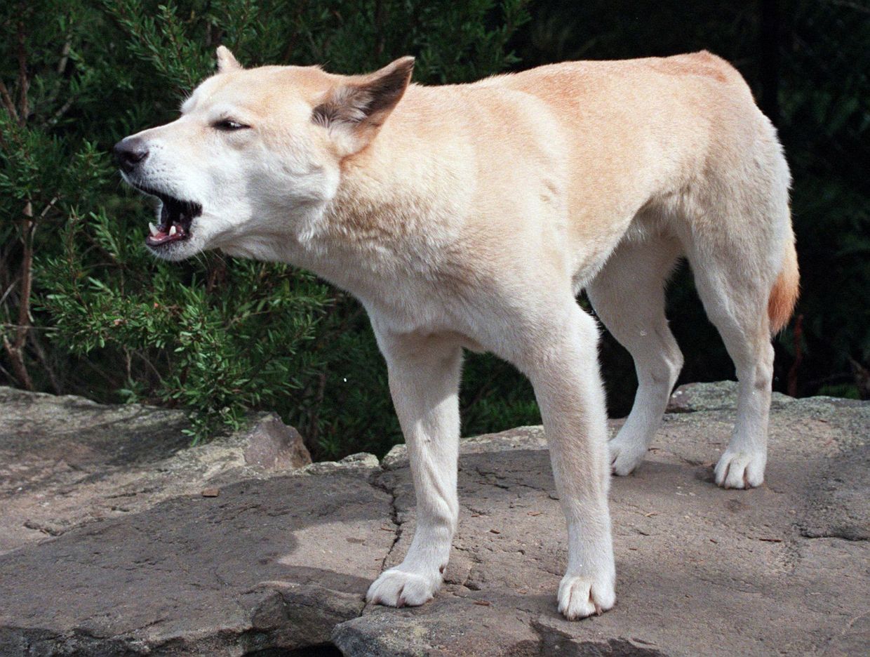 Canadian tourist found dead on Australian beach surrounded by dingoes