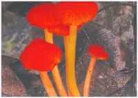 Preserving the past and present for the future in Lenggong 