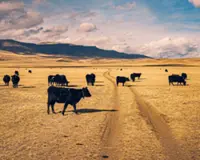 Where cowboys break down barriers